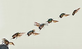 閃亮的玫瑰金甲蟲,甲蟲,cetoniinae
