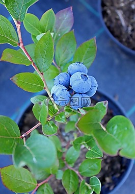 藍莓,烹飪,食品