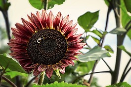 向日葵,花,夏天