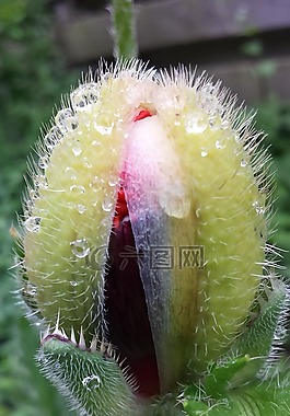 花卉,開(kāi)放,罌粟