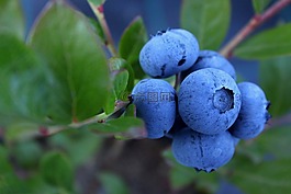 藍莓,烹飪,食品