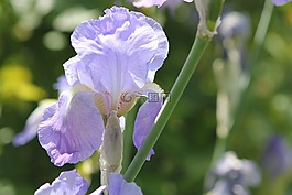 花,虹膜,花園