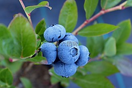 藍(lán)莓,烹飪,食品