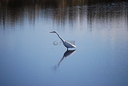鳥(niǎo),湖