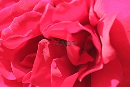 粉色,宏,花
