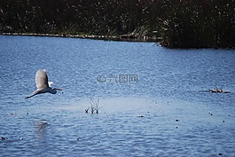 鳥(niǎo),湖