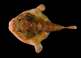 海蟾蜍,鱼,chaunacidae