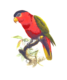 動物,鳥,鸚鵡