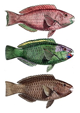 鸚鵡魚,鱸魚,chlorurus troschelii