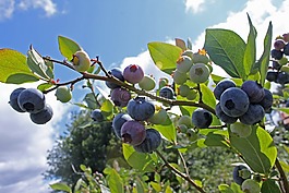藍(lán)莓,烹飪,食品