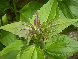 飛機(jī)草,太陽(yáng)花,廠