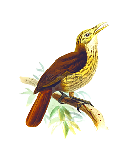 鳥,動物,坐