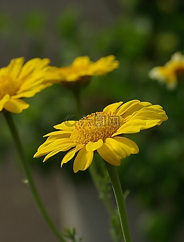 菊花,花,皇冠万寿菊