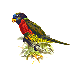 動(dòng)物,鳥,鸚鵡