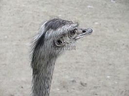 花束,動物園,頭