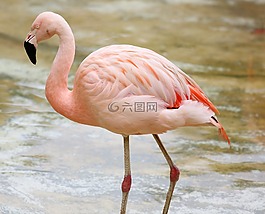 火烈鳥(niǎo)湖,多彩,鳥(niǎo)