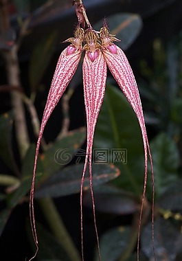 蘭花,cirrhopetalum,伊利沙伯安 buckleberry