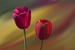 郁金香,紅色,鮮花