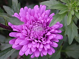 阿斯特,花,紫
