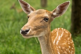 哺乳動(dòng)物,動(dòng)物,動(dòng)物世界