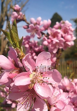 鮮花,粉紅色,花園