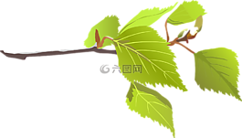 枝杈,生態,綠色