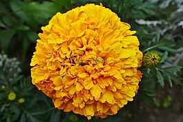 黃色花,開花,黃色的花