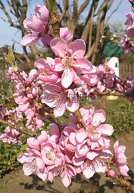 鮮花,粉紅色,花園