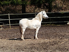 小馬,馬,快樂(lè)的馬