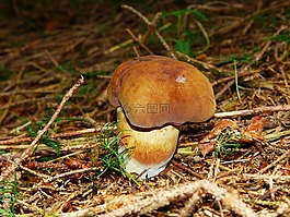 黑蘑菇,暗褐色帽,臨時選舉委員會
