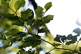 葉子,背光,夏季