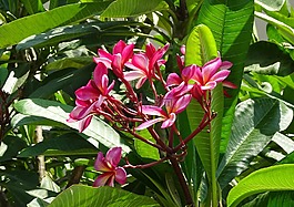 花,素馨花,khagi leihao