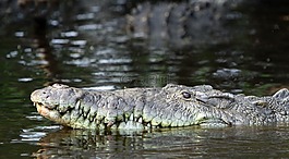 指出的鱷魚,鱷魚,crocodylus 蘄蛇