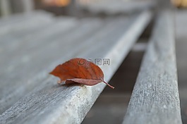 葉,長凳,秋