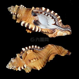 特里頓蛞蝓,蝸牛,littorinimorpha