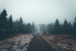 松,樹,森林
