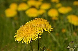春天的草地,草地,春天
