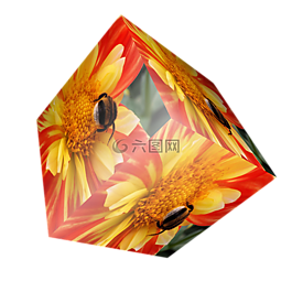 多維數(shù)據(jù)集,花,嬌琴紗