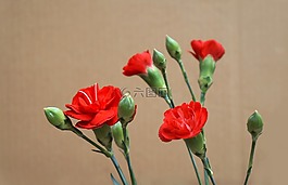 康乃馨,红色,天性