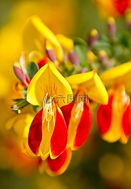 開花,鮮花,性質(zhì)