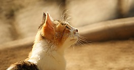 動物,弗利納,貓