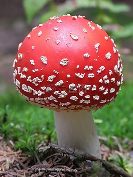 飛木耳,蘑菇,紅色