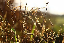 草,背光,太陽(yáng)