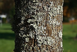 樹,吠,秋季