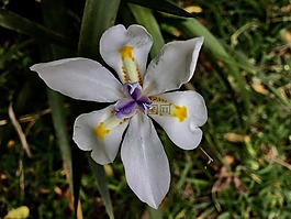 蘭花,花,鮮花
