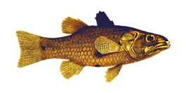 動(dòng)物,魚(yú),海洋