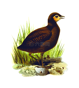 鳥,動物,野生動物