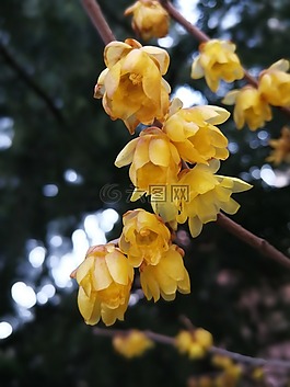 臘梅,支,葉子