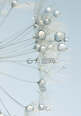 蒲公英,種子,關(guān)閉