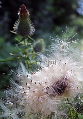 薊,種子,略